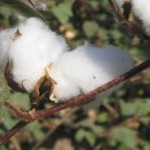 Problemet med Bomuld – Økologisk bomuld i krise