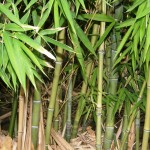 Bambus Tøj